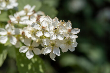 Blackberry flower (Rubus canescens) with white flowers