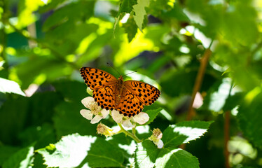 Blackberry Brentice butterfly (Brenthis daphne)