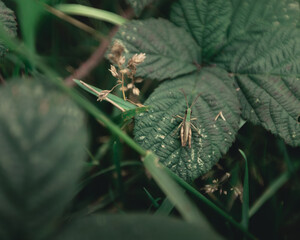 A cricket in the green shrubbery