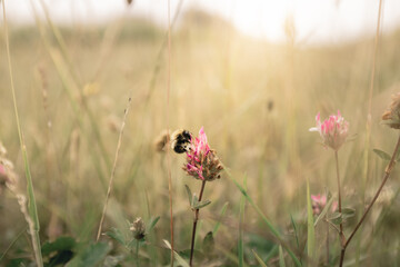 A bee in a field with wildflowers