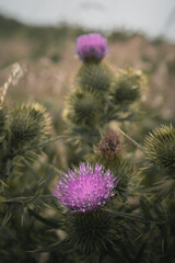 Purple wildflowers in the countryside