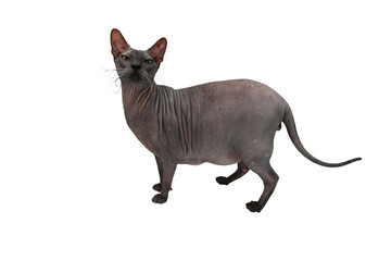 Bald cat of the Sphinx breed without a background