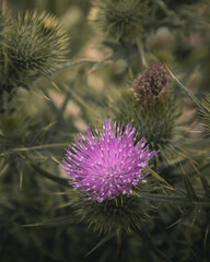 Thistles in a field