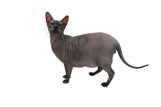 Bald cat of the Sphinx breed without a background