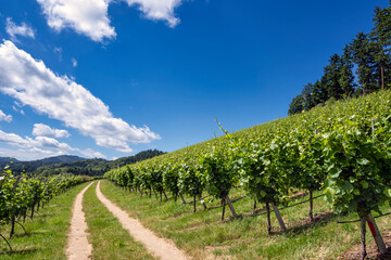 Curved path in vineyard landscape against blue sky on a sunny summer day