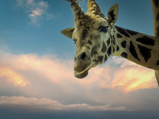 Giraffe head and neck close up. The giraffe is a large African mammal. in the background sunset clouds