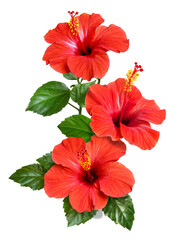 red hibiscus flowers and buds isolated - obrazy, fototapety, plakaty