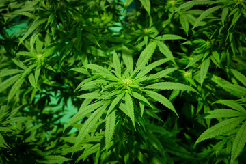 Cannabis leaf, marijuana plant closeup in foreground, cannabis, plantation, therapeutic, medicinal                 