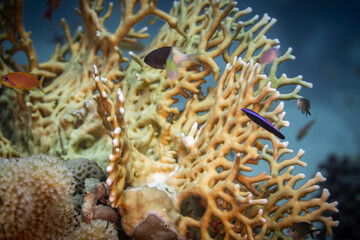 Korallenpracht im Roten Meer: Die majestätische Feuerkoralle in ihrem natürlichen Habitat
