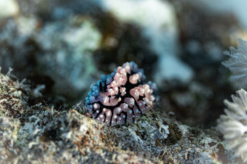 Geheimnisvolle Schönheit: Phyllidiella pustulosa - Eine einzigartige Nacktschnecke im türkisfarbenen Wasser des Roten Meeres