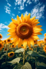 Wandcirkels plexiglas sunflower in the field © alphazero