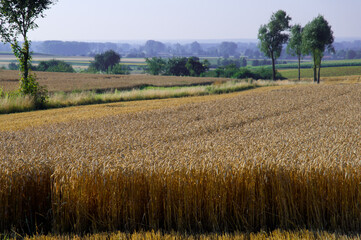 Fototapeta premium Landscape in the summer in Germany with wheat (Triticum)