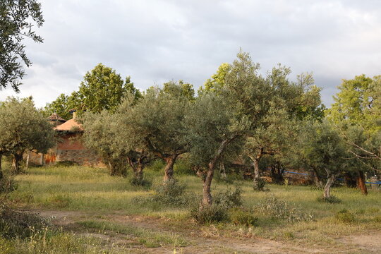 Olive trees in Hervás, Cáceres, rural Spain