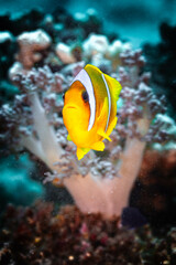 Fototapeta na wymiar Magischer Augenblick: Der Dreiband-Anemonenfisch präsentiert seine leuchtenden Farben im Roten Meer