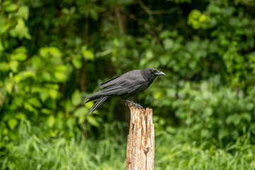 Common Crow perching on a Summer day