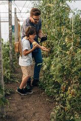 Checking the growth progress on cherry tomato plants in the greenhouse.