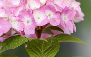 close-up of pink flowers of hydrangea with leaves