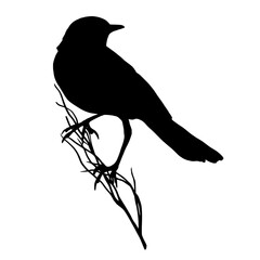 Silhouette of a wagtail bird on a plant branch on a white isolated background.