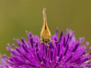 An Essex Skipper Butterfly Feeding