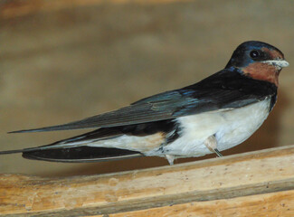Swallow in the barn. In Maramures county, Romania