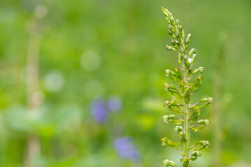 Close up of a common twayblade (neottia ovata) orchid