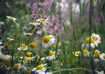 Daisies in the field. Yellow-white flowers in the nature. 