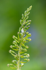 Close up of a common twayblade (neottia ovata) orchid