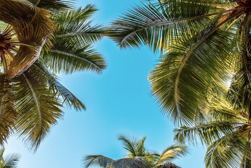 Fototapeta premium Tropical Background with palm