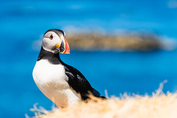 Atlantic Puffin, Fratercula arctica in habitat