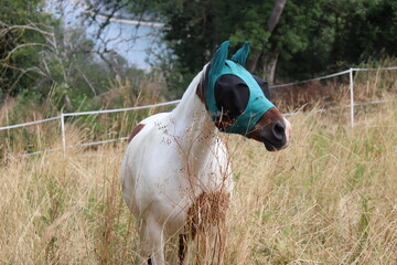 Pferd mit Fliegenmaske. 