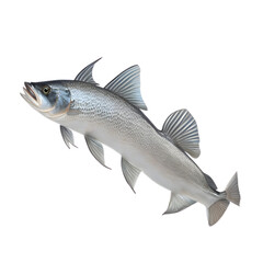 Naklejka premium fish isolated on Transparent background (PNG)