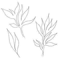 botany tattoo sketch - beautiful twig plant. Botanical element template. silhouette twig decorative design botany
