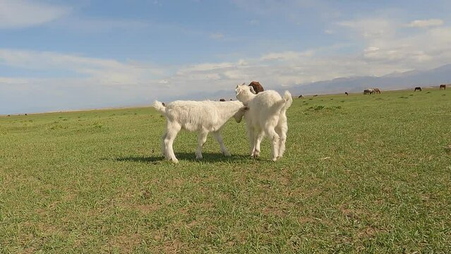 Goat and white lambs on the pastures with beautiful clouds.
White goats grazing on a green summer meadow. Domestic goats are a mother goat and two goats near Kyrgyzstan Mountains. 