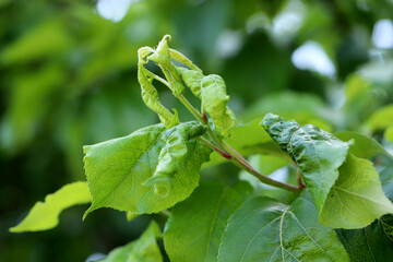  Rosy apple aphid (Dysaphis plantaginea) on the underside of a curled apple leaf. Typically curled,...
