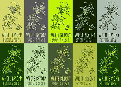 Set of drawing of WHITE BRYONY in various colors. Hand drawn illustration. Latin name BRYONIA ALBA L.