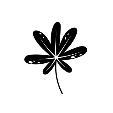 Beautiful flat aralia leaf silhouette. Jungle foliage illustration. Plant floral design. Summer botanical print. Vector aralya isolated on white background. Tropical exotic fastia leaf