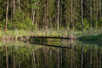 Lake in the forest