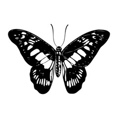 Decorative Butterfly Silhouette isolated on white background. Vector illustration