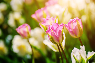 Obraz premium Red and white tulip flowers