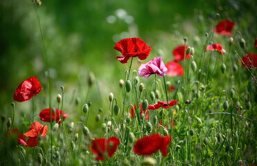 Red spring poppy