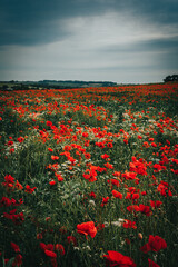 Poppies in green field with cloudy sky