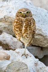 Burrowing Owl
Clark County
Nevada
June 2023
