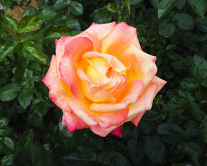 rose garden.  close yellow with pink big rose bud against the background of green leaves on a summer day.  fragrant flowers.  poster calendar.  view from above.  background with flowers