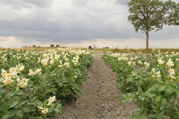 two rows beautiful blooming potato plants with a lot of white flowers and a bicycle and a cloudy sky in the background