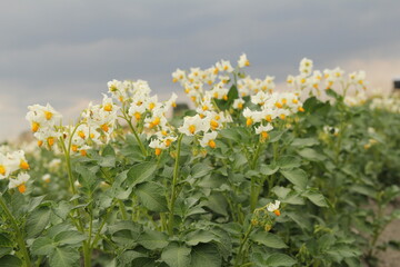 a group potato plants with beautiful white flowers with a yellow heart closeup 