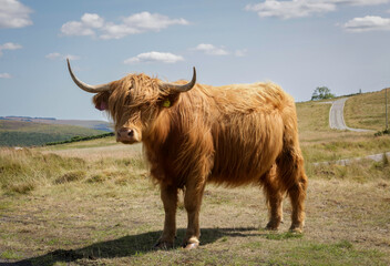 The Highland Cow or Heelan Coo is the oldest registered breed of cattle in the world, known as the gentle giants of Scotland.
 - obrazy, fototapety, plakaty