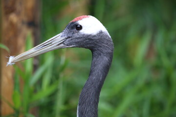 Japanes Redcrowned Crane close up