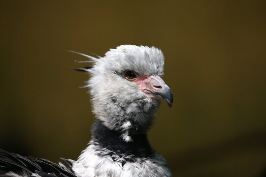 Screamer Bilder Durchsuchen 1,728 Archivfotos, und