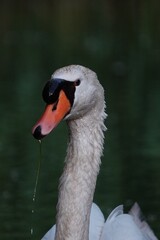 Fototapeta premium Swan