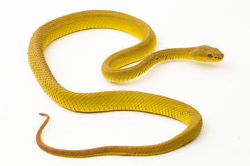 Yellow Sunda Island white lipped pitviper snake Trimeresurus insularis wetar isolated on white background
